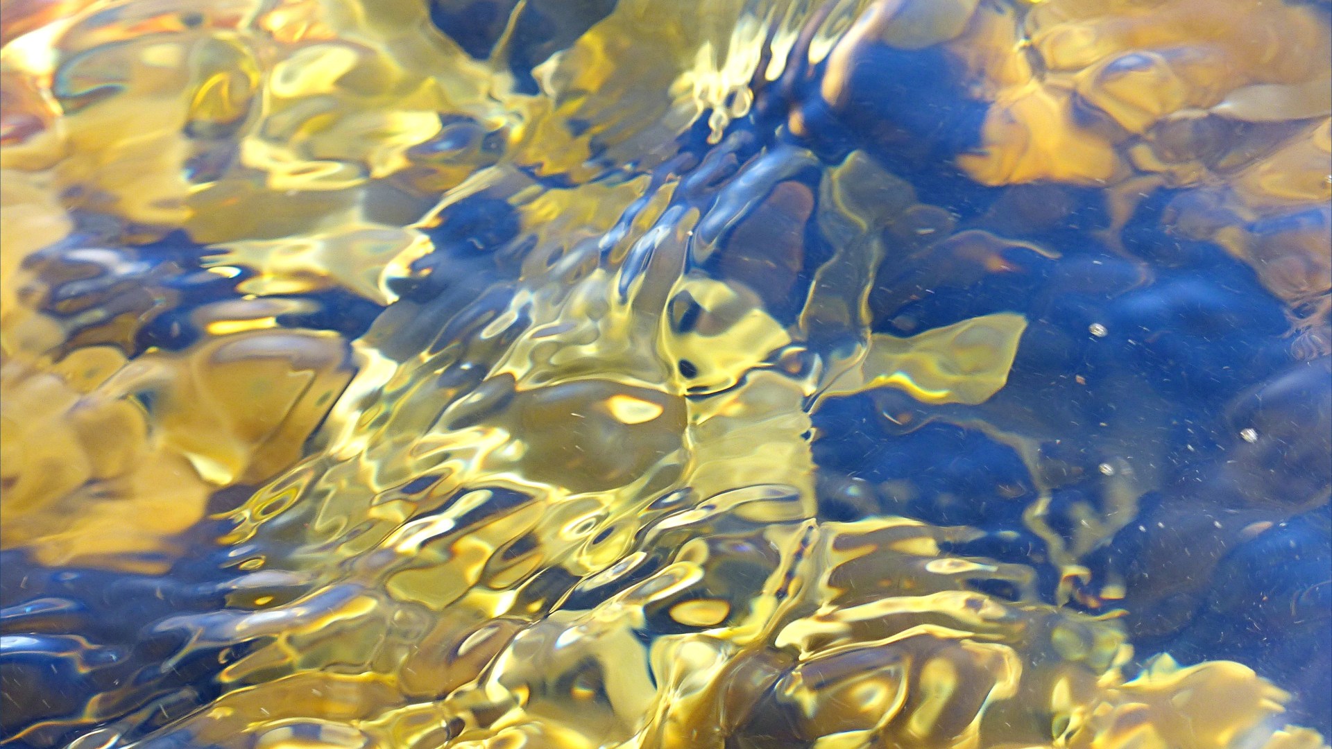 Seaweed under water as an abstract image