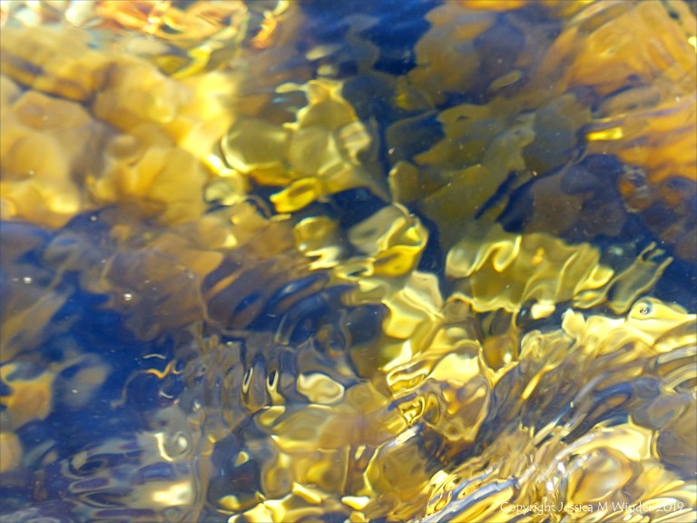 Seaweed under water as an abstract image