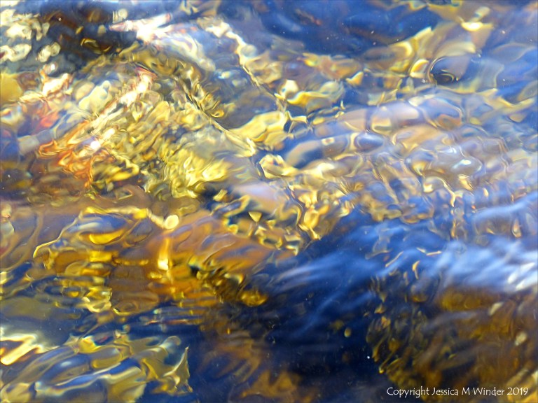 Seaweed under water as an abstract image