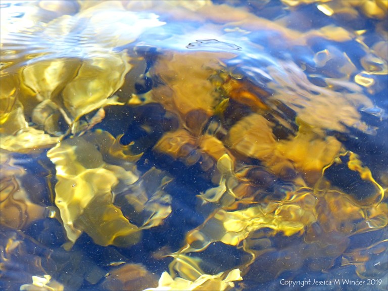 Seaweed under water as an abstract image