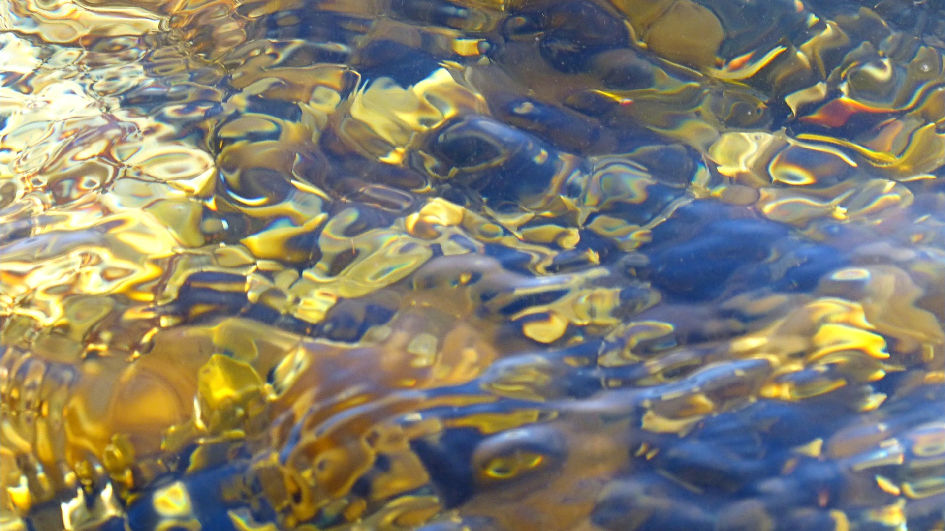 Seaweed under water as an abstract image