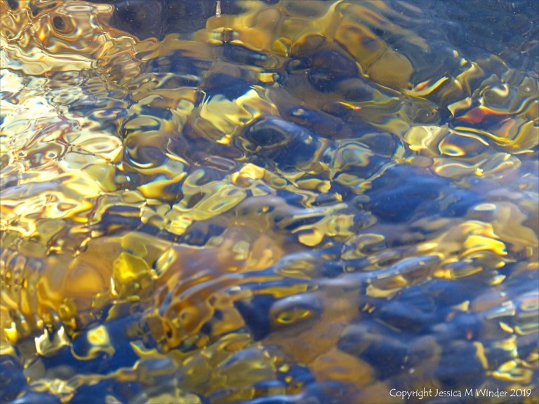 Seaweed under water as an abstract image