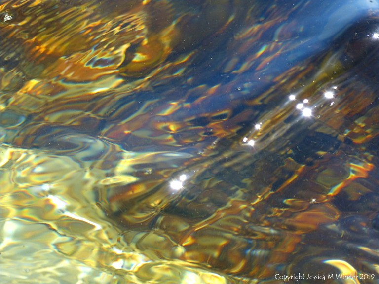 Seaweed under water as an abstract image