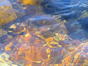 Seaweed under water as an abstract image