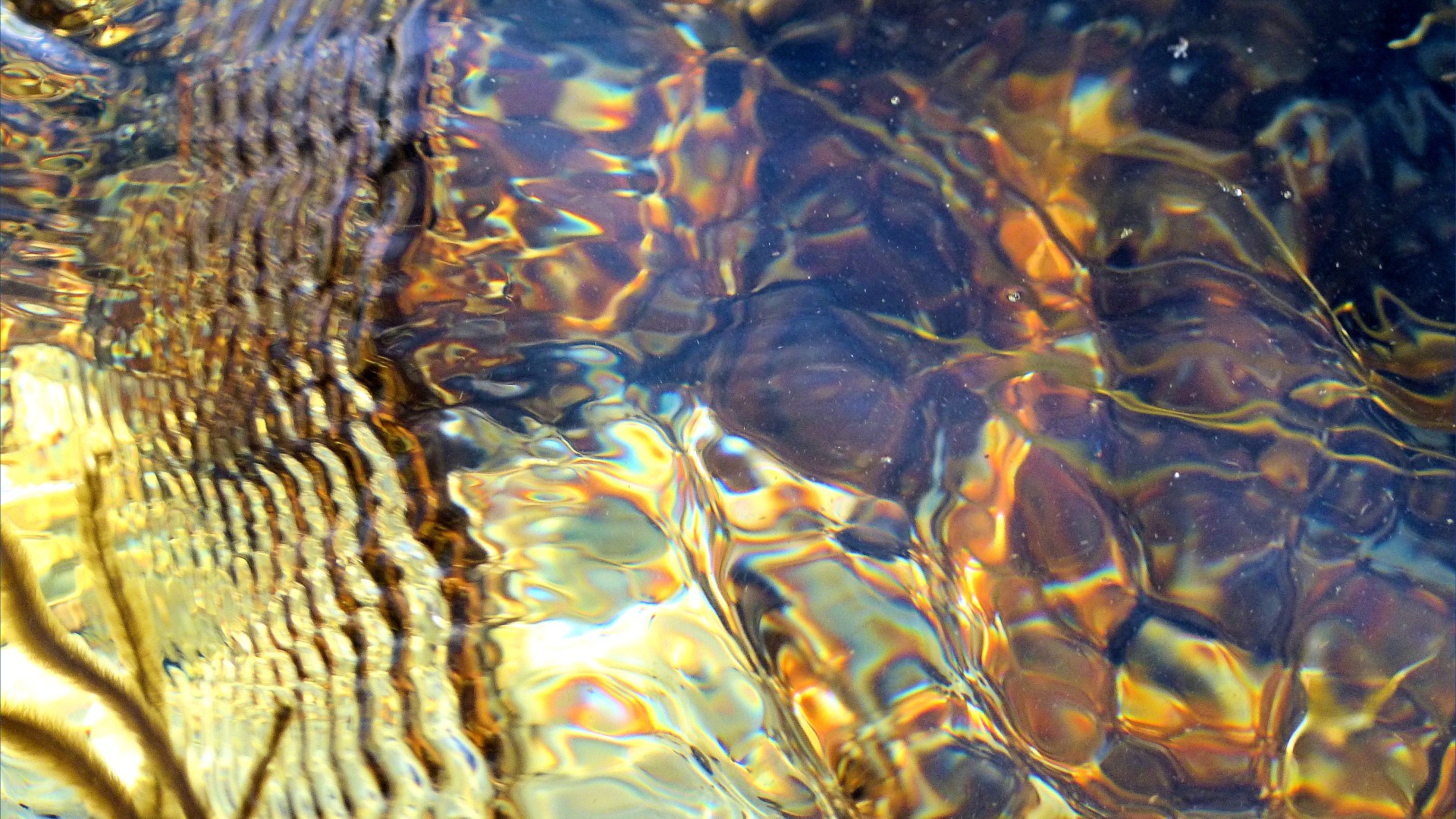 Seaweed under water as an abstract image