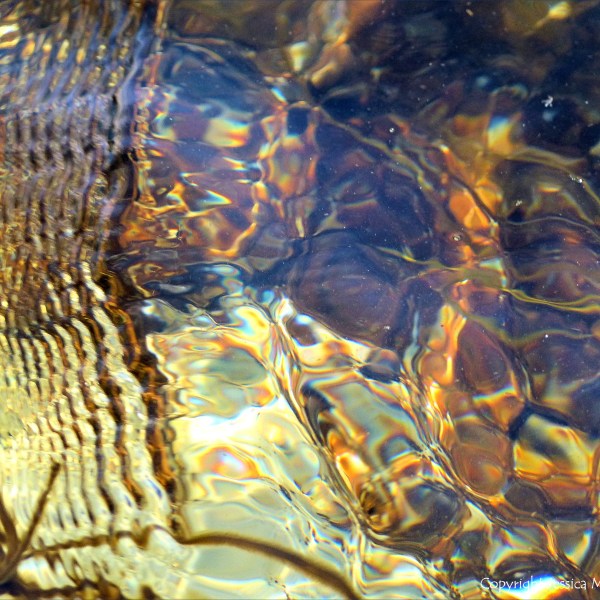 Seaweed under water as an abstract image