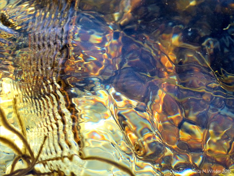 Seaweed under water as an abstract image