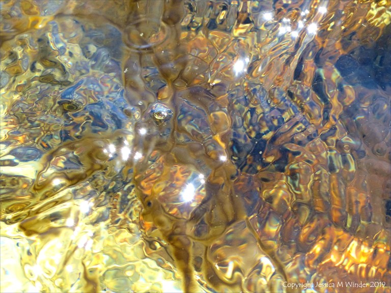 Seaweed under water as an abstract image