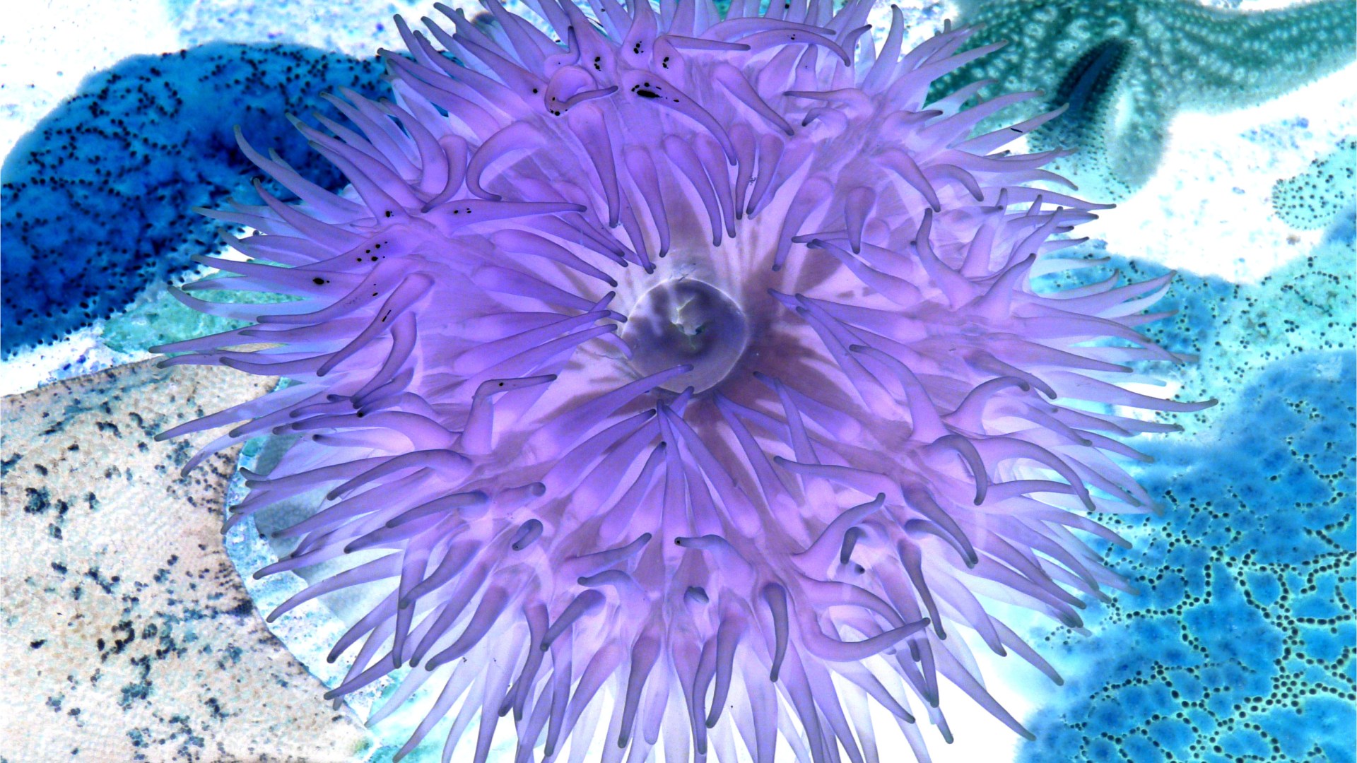 Sea anemone