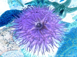 Sea anemone