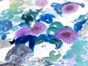 Sea stars and sea anemones