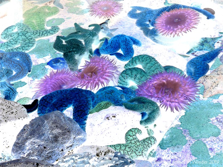 Sea stars and sea anemones