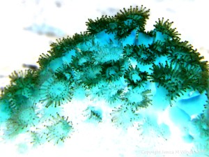 Corals