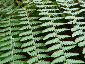 Photograph of green ferns