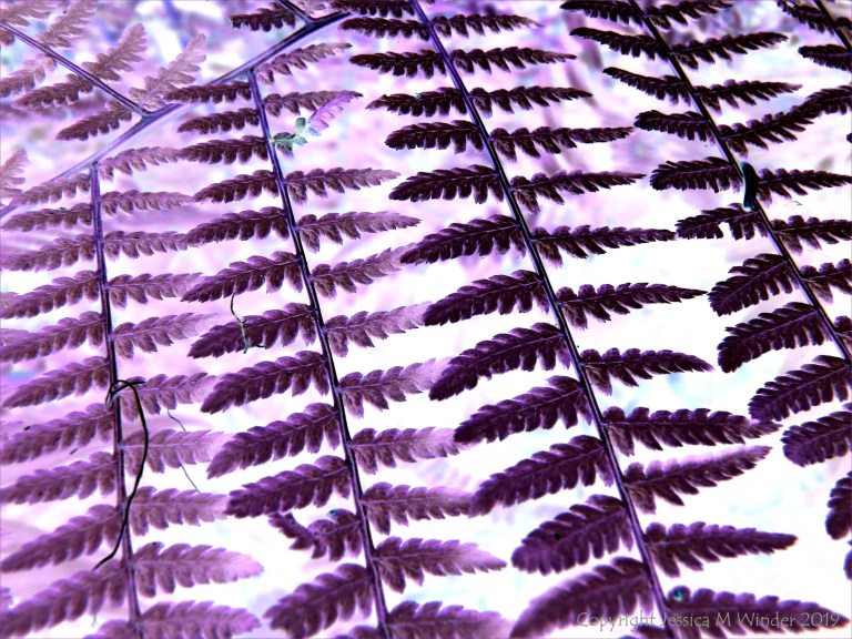 Purple ferns