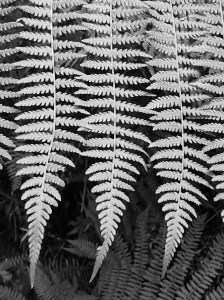 Black and white fern photograph