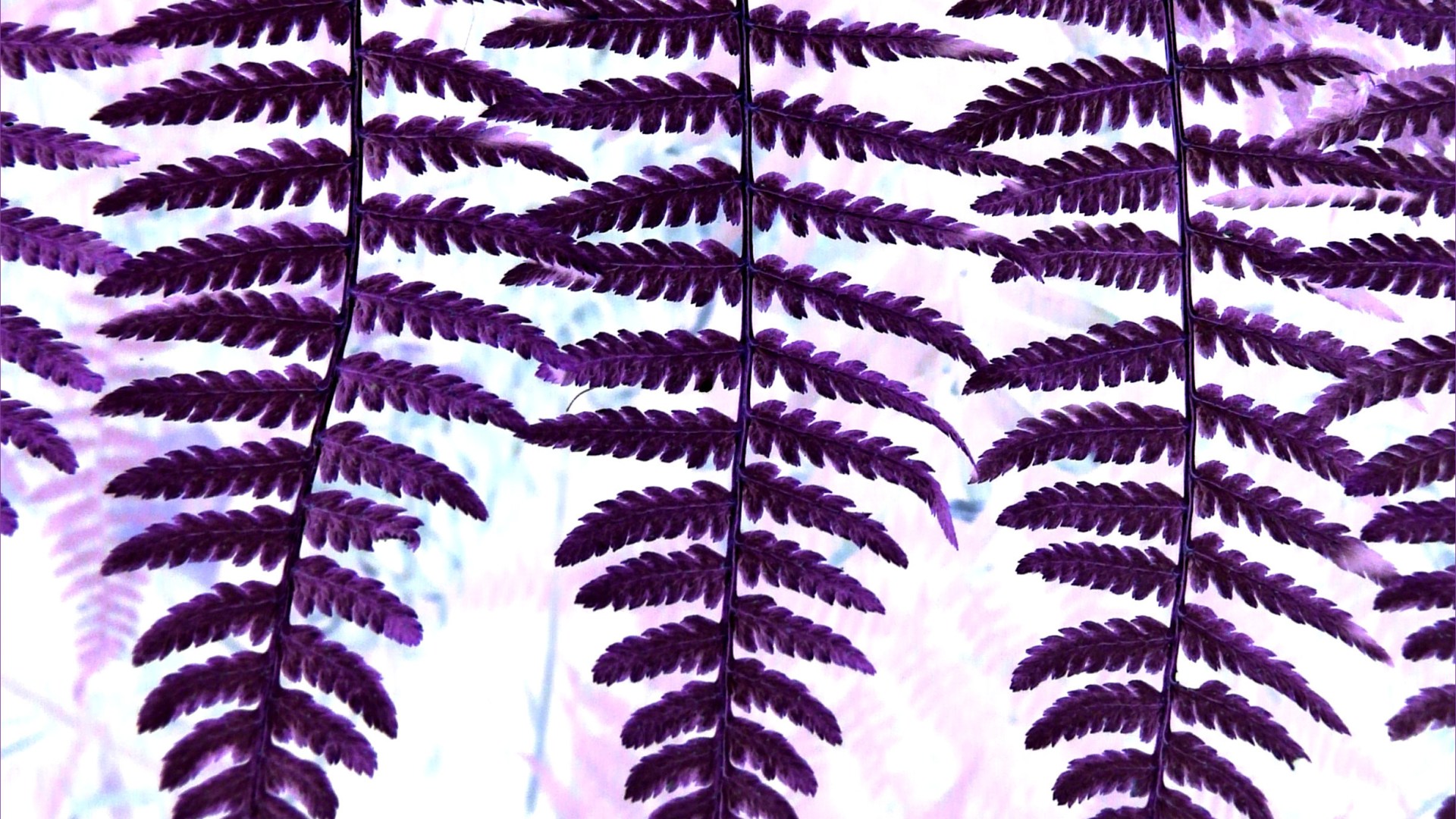 Purple ferns