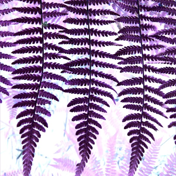Purple ferns