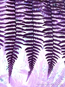 Purple ferns