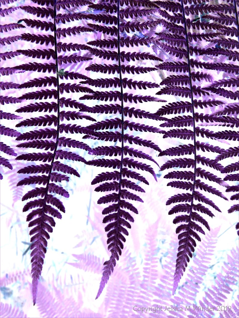 Purple ferns