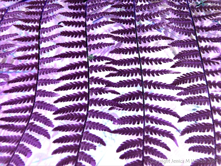Purple ferns