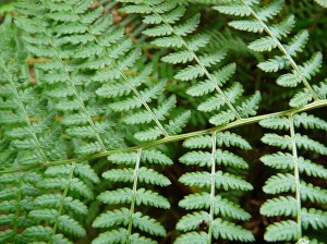 Photograph of green ferns