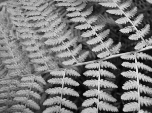 Black and white fern photograph