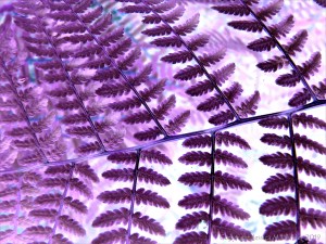 Purple ferns