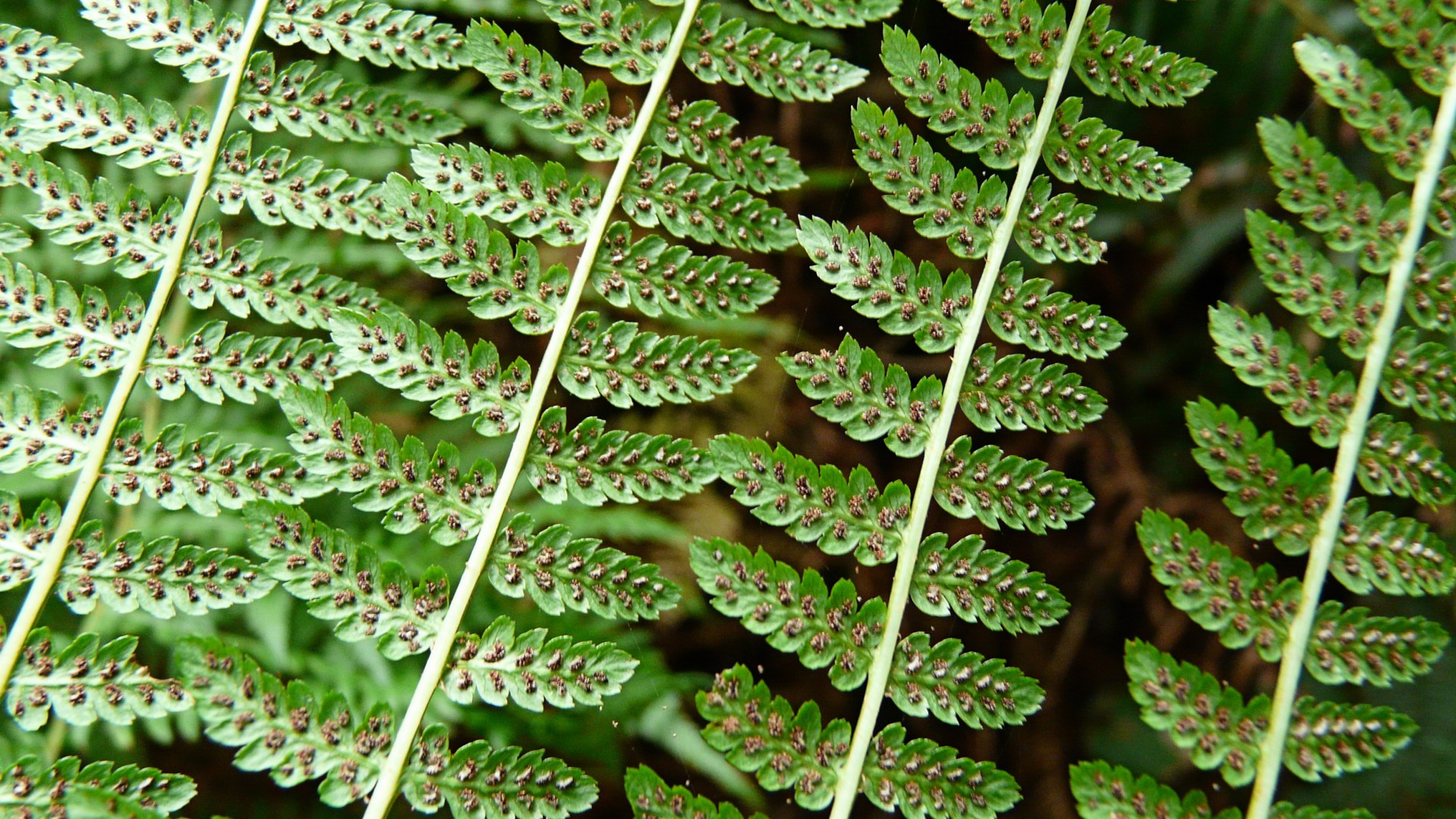 Photograph of green ferns