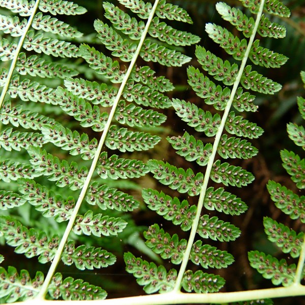 Photograph of green ferns