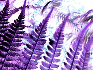 Purple ferns