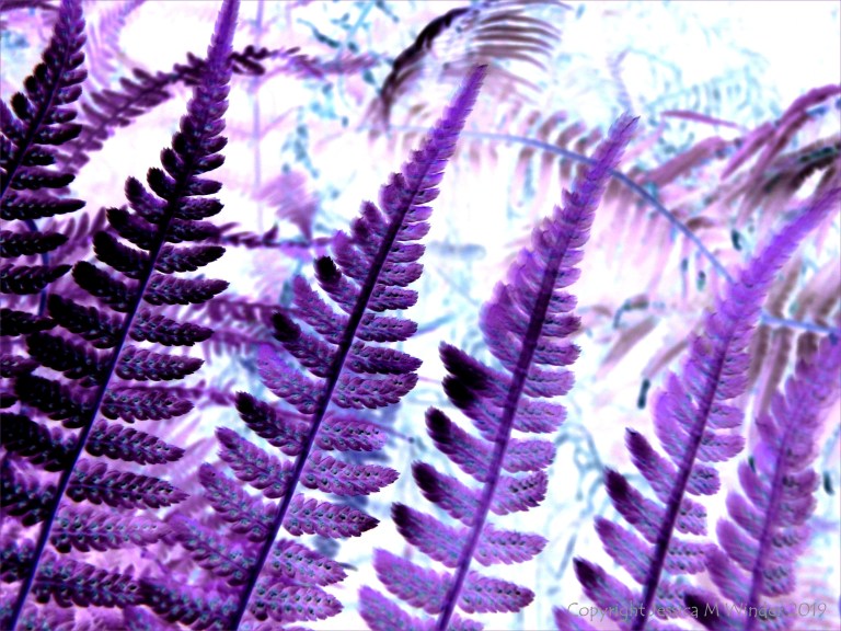 Purple ferns
