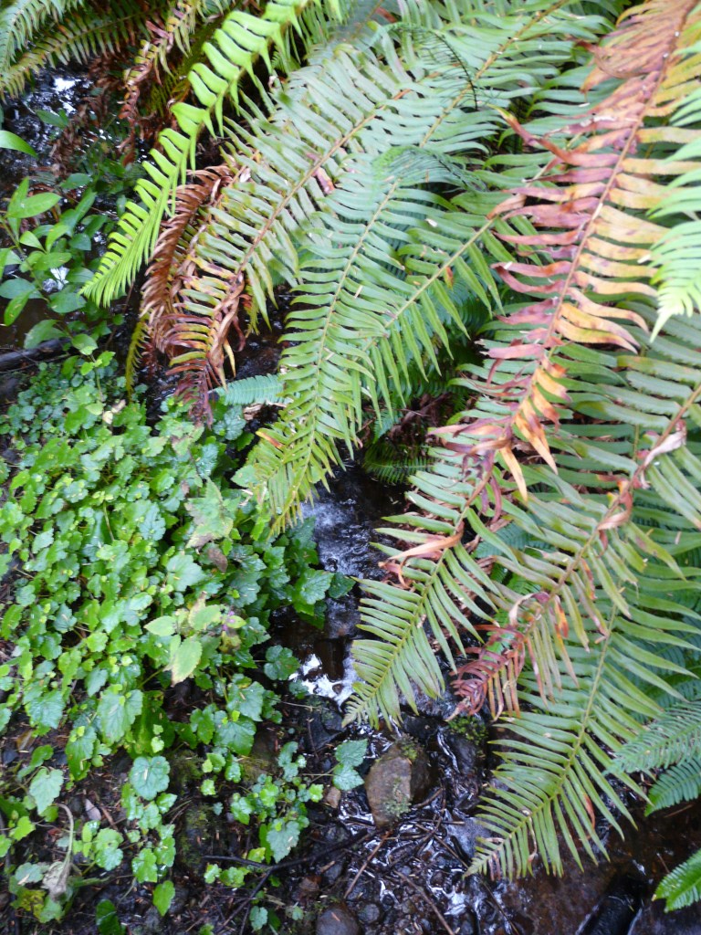 Ferns in the wild