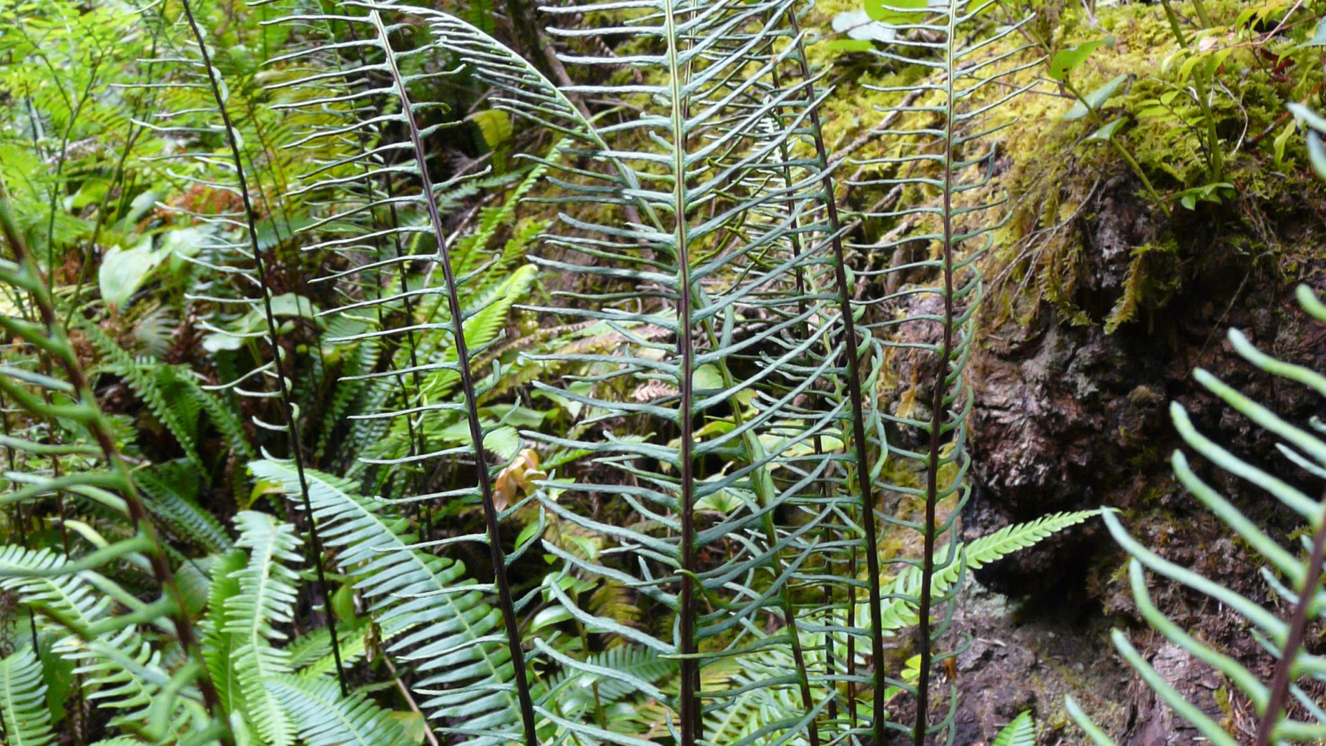 Ferns in the wild