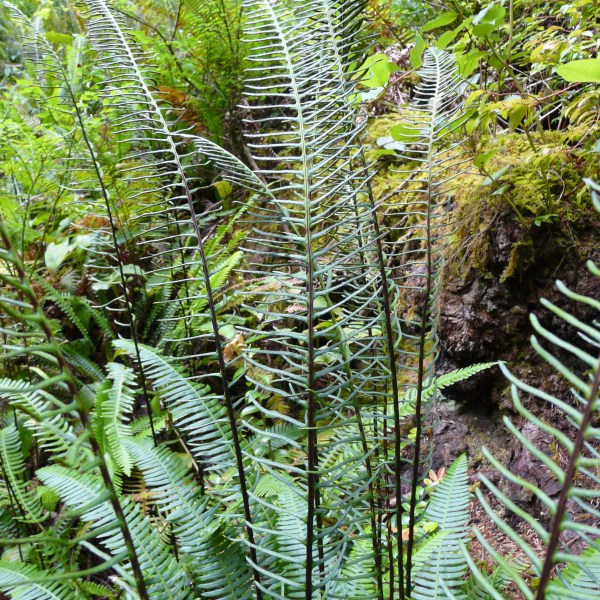 Ferns in the wild