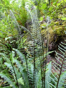 Ferns in the wild
