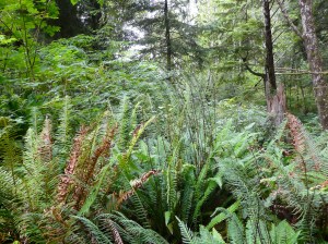 Ferns in the wild