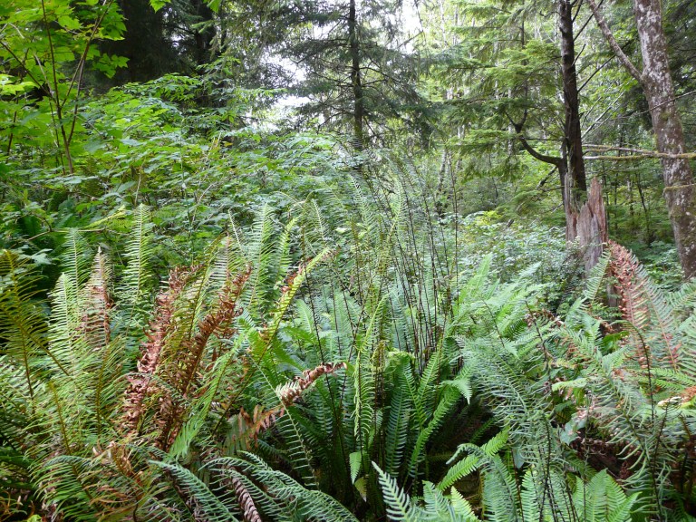 Ferns in the wild