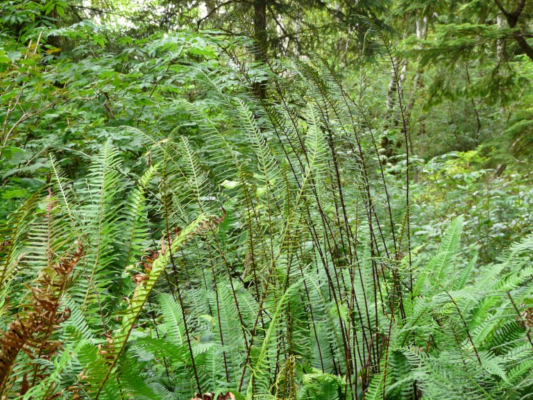 Ferns in the wold