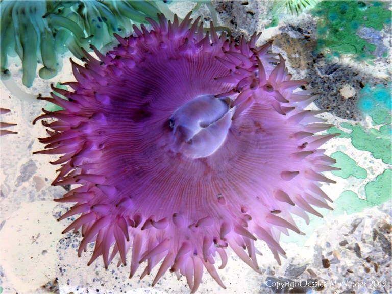 Sea anemone