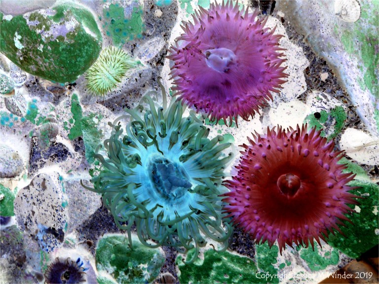 Sea anemones