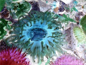 Sea anemones
