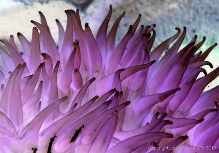 Sea anemone tentacles