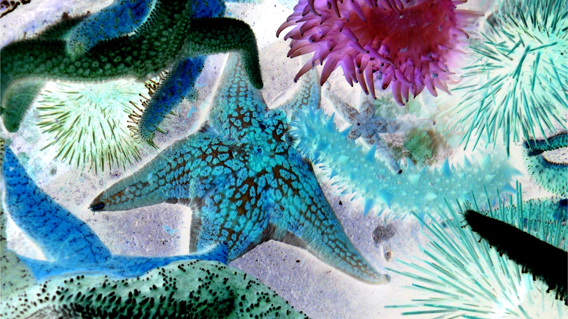 Sea stars and sea anemones