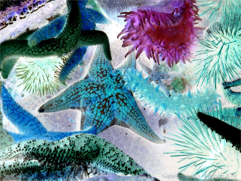 Sea stars and sea anemones