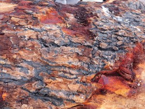 Detail of bark on driftwood
