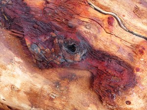 Detail of bark on driftwood