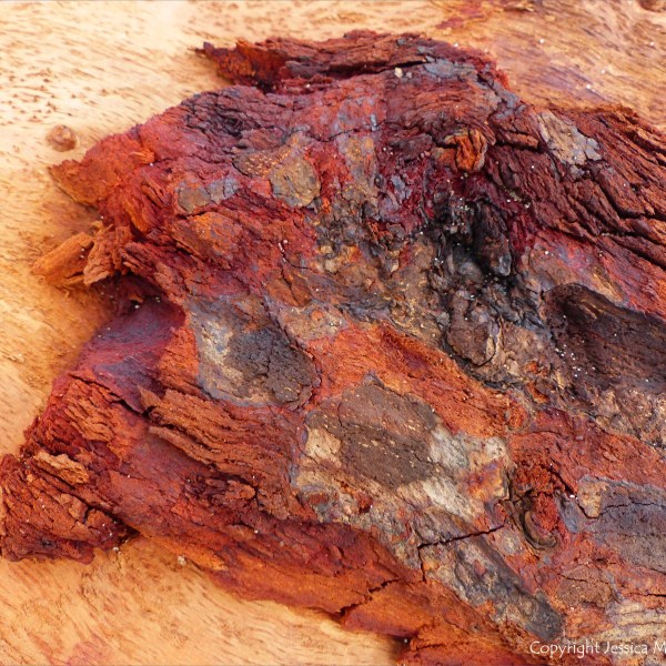 Detail of bark on driftwood