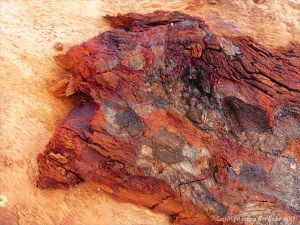 Detail of bark on driftwood