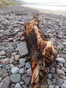 Driftwood on the beach